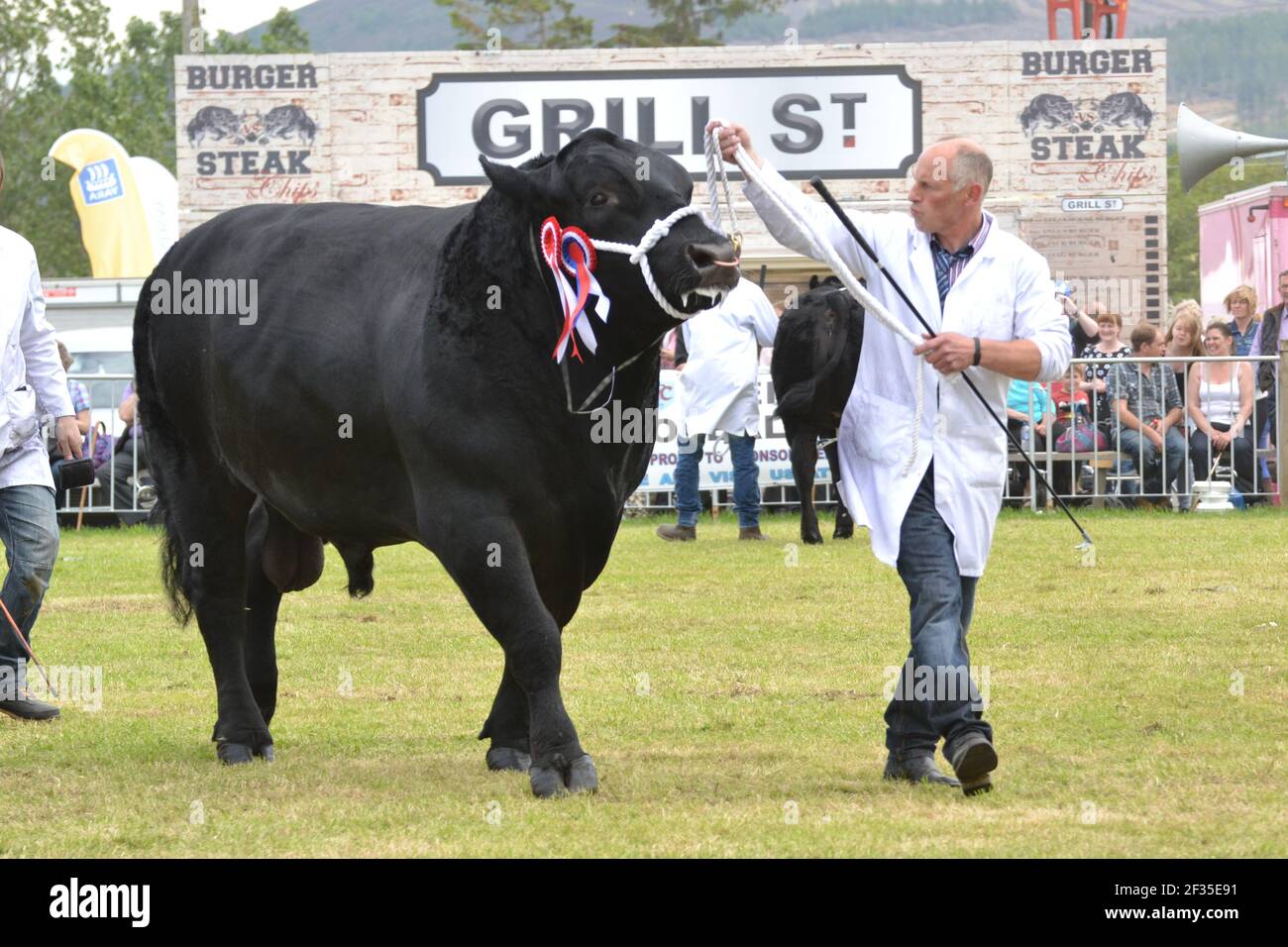 Rab Marshall zeigt einen Aberdeen Angus Bullen im Royal Highland Show Stockfoto