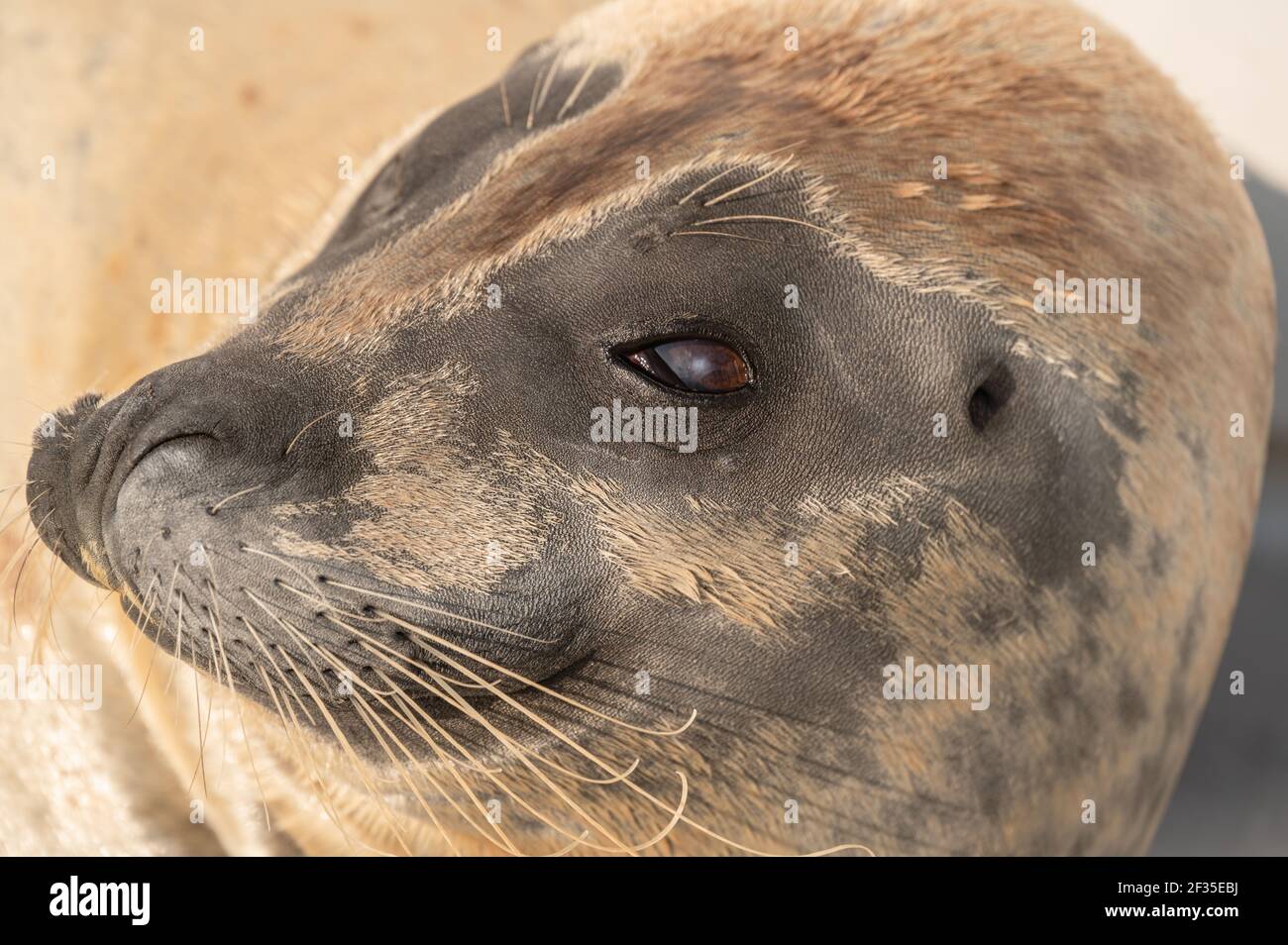 Seal Portrait mit Entspannung Freizeit Gesicht Stockfoto