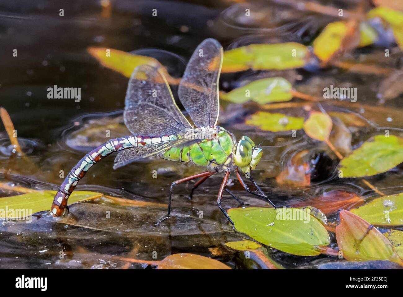 Libelle - Kaiser Stockfoto