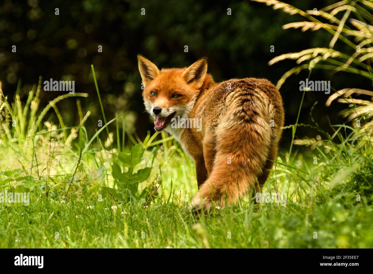 Wildtiere Natur Fuchs, Omnivore, Predator, Blick zurück im Gras Stockfoto