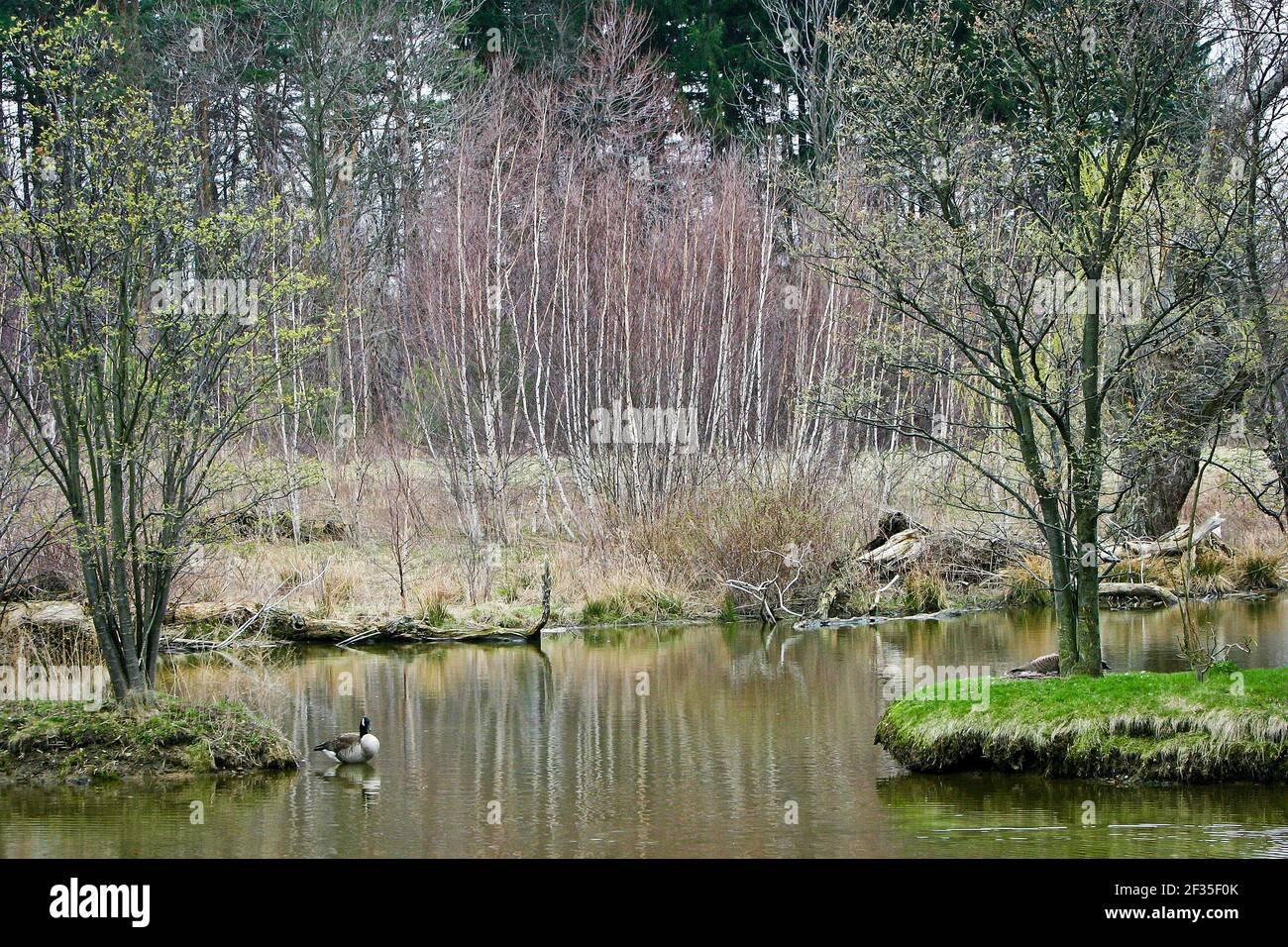 Kanadagänse, (Branta canadensis) Stockfoto