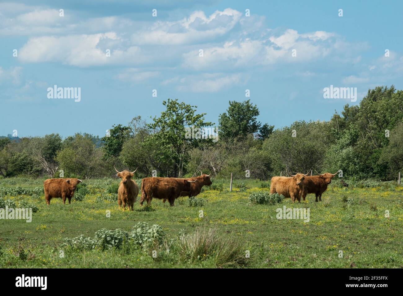 Hochlandkühe im Marsch von Vernier, im Regionalen Naturpark „Parc Naturel Regional des Boucles de la seine Normande“ Stockfoto