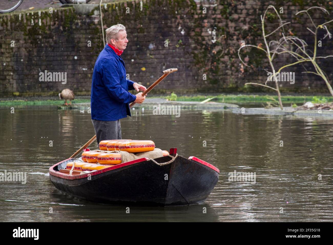 Niederlande, Nordholland, Alkmaar. Mann liefert gelbe Räder von holländischem Käse, mit dem Boot zum Käsemarkt. Stockfoto