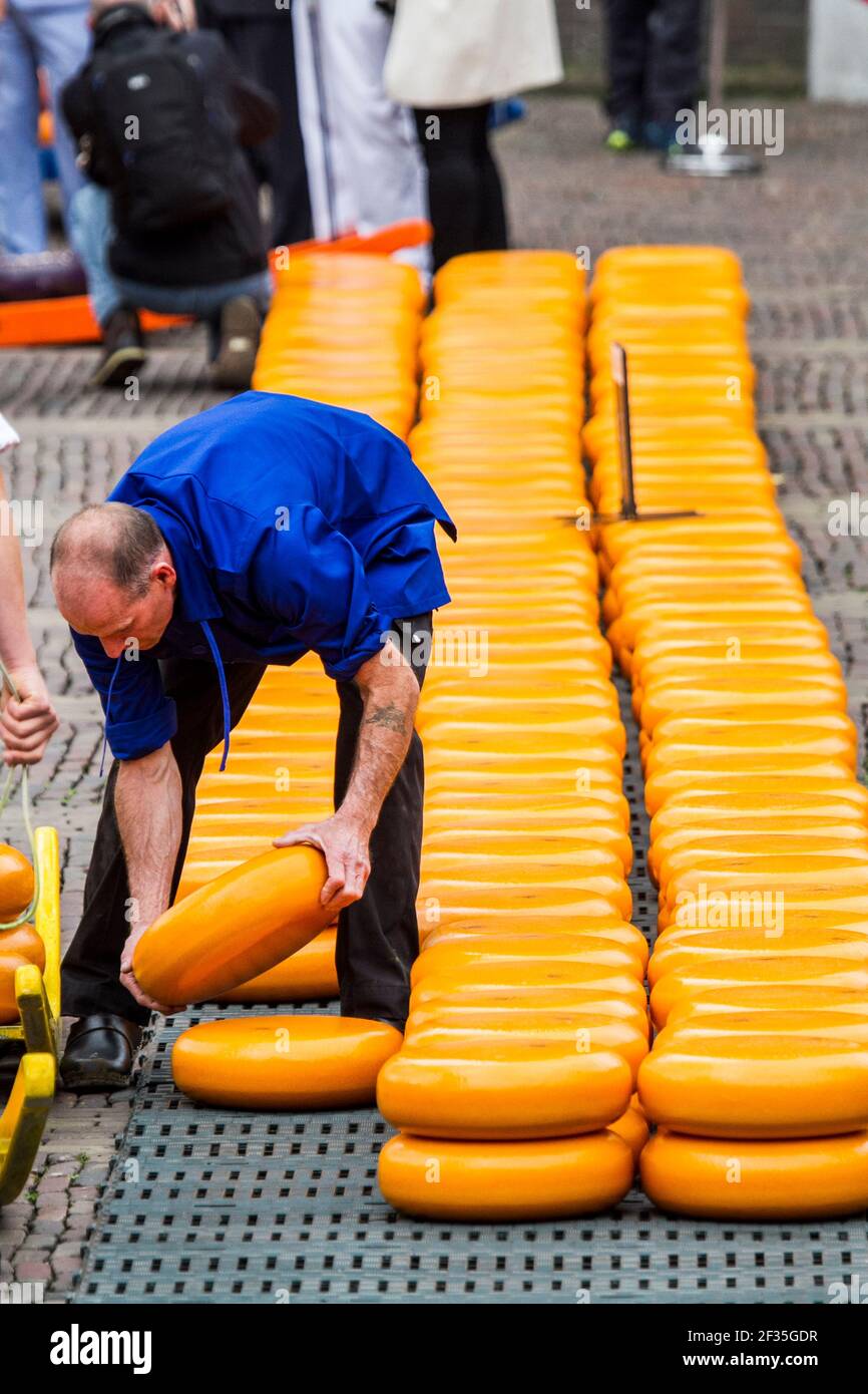 Kauf und Verkauf von Gouda Käsescheiben, auf dem Alkmaar Käsemarkt, Noord-Holland, Niederlande Stockfoto