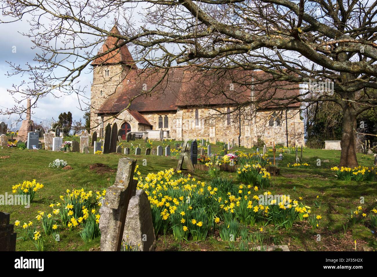 Frühling Narzissen in St. Laurence Church, Guestling, East Sussex, Großbritannien Stockfoto