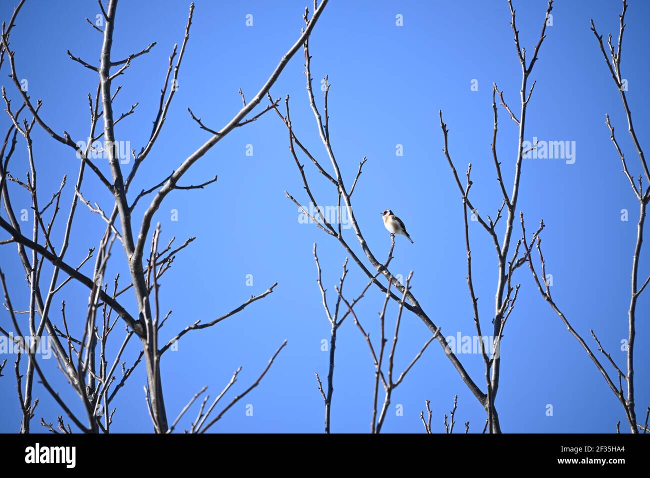Goldfinch sitzt vor dem Himmel Stockfoto Goldfinch sitzt vor dem Himmel Stockfoto