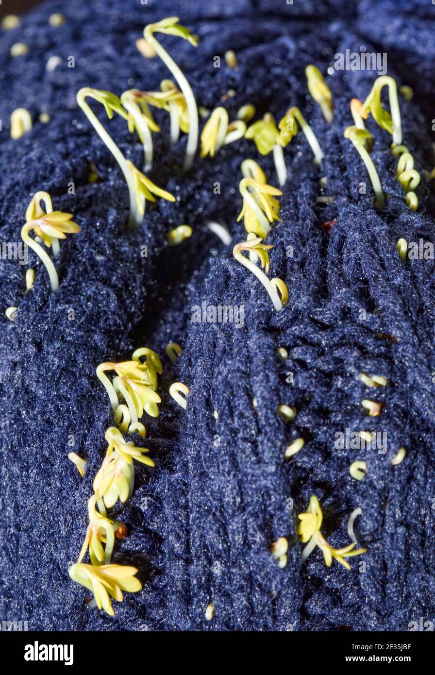 Kresse schießt, Sprossen stochen durch das Wollgewebe einer marineblauen Mütze. Vorbereitungen für Ostern. Stockfoto
