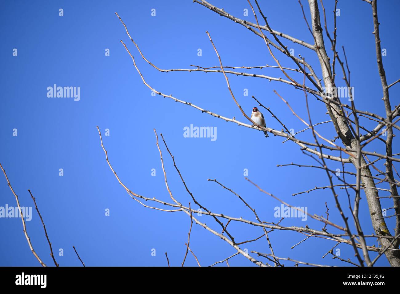 Goldfinch sitzt vor dem Himmel Stockfoto Goldfinch sitzt vor dem Himmel Stockfoto