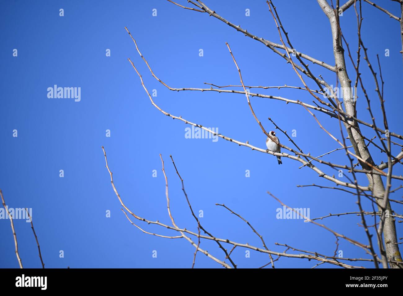 Goldfinch sitzt vor dem Himmel Stockfoto Goldfinch sitzt vor dem Himmel Stockfoto