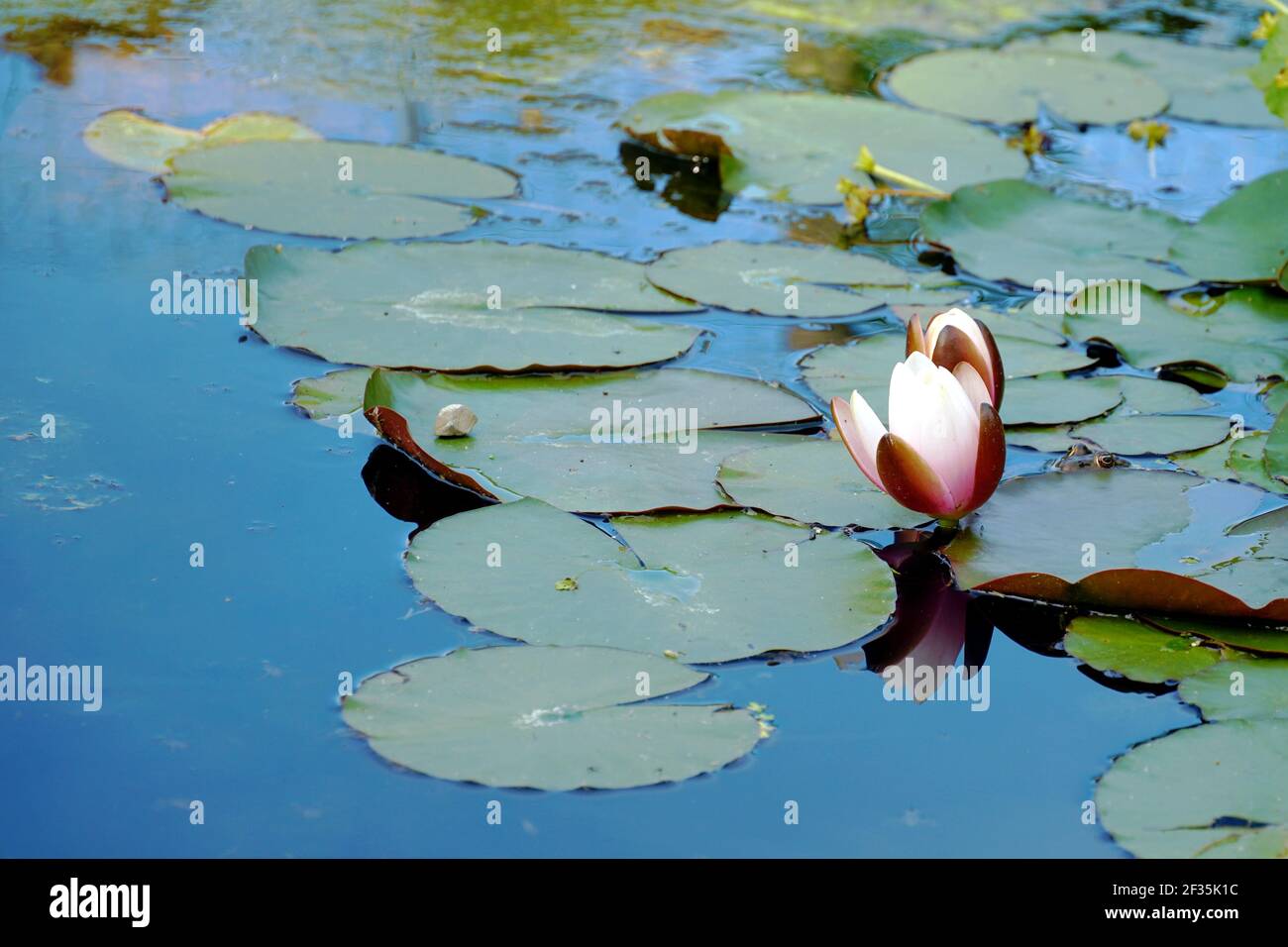 Lotos oder Seerose blühen in der Blüte unter den Blättern, die auf der Oberfläche des Sees ausgebreitet sind. Es gibt einen Kopierplatz. Stockfoto