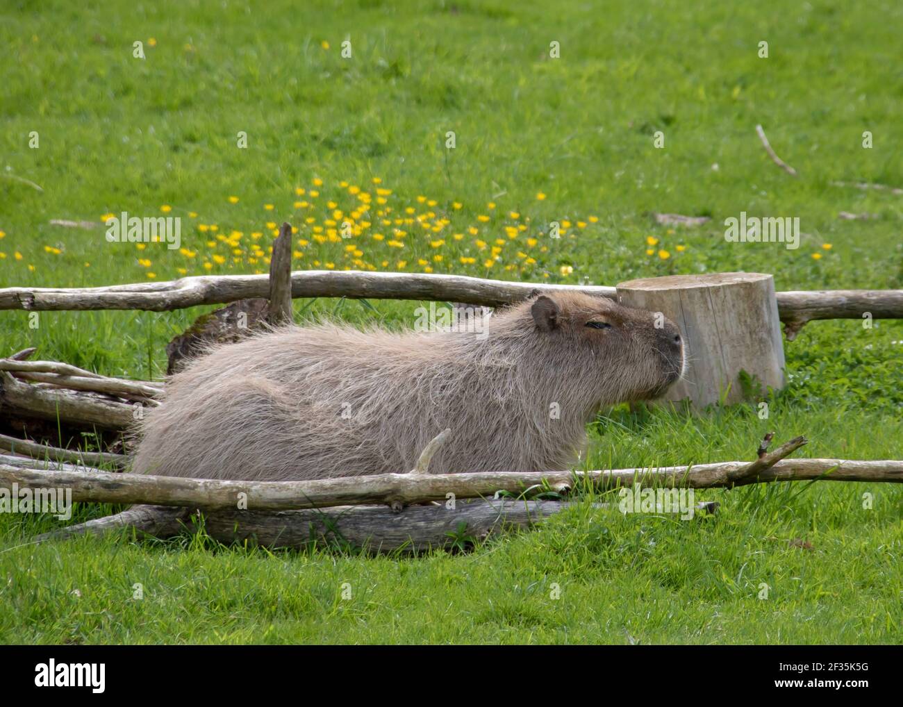 Die Capybara ein riesiger, in Südamerika heimischer Nagetier Ist das größte lebende Nagetier der Welt Stockfoto