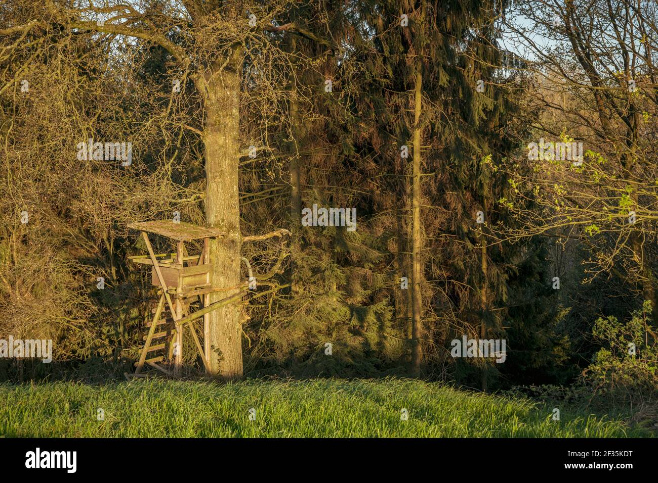 Ein Barsch in der Abendsonne am Waldrand in Essen, Nordrhein-Westfalen, Deutschland Stockfoto