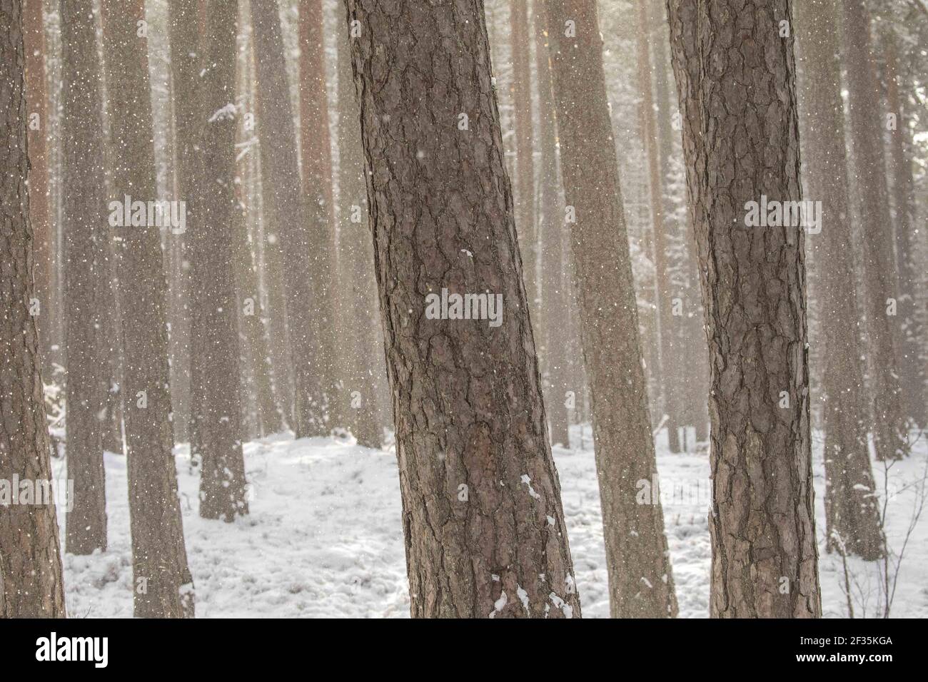 Eine schöne Winterlandschaft mit vielen Bäumen Stockfoto