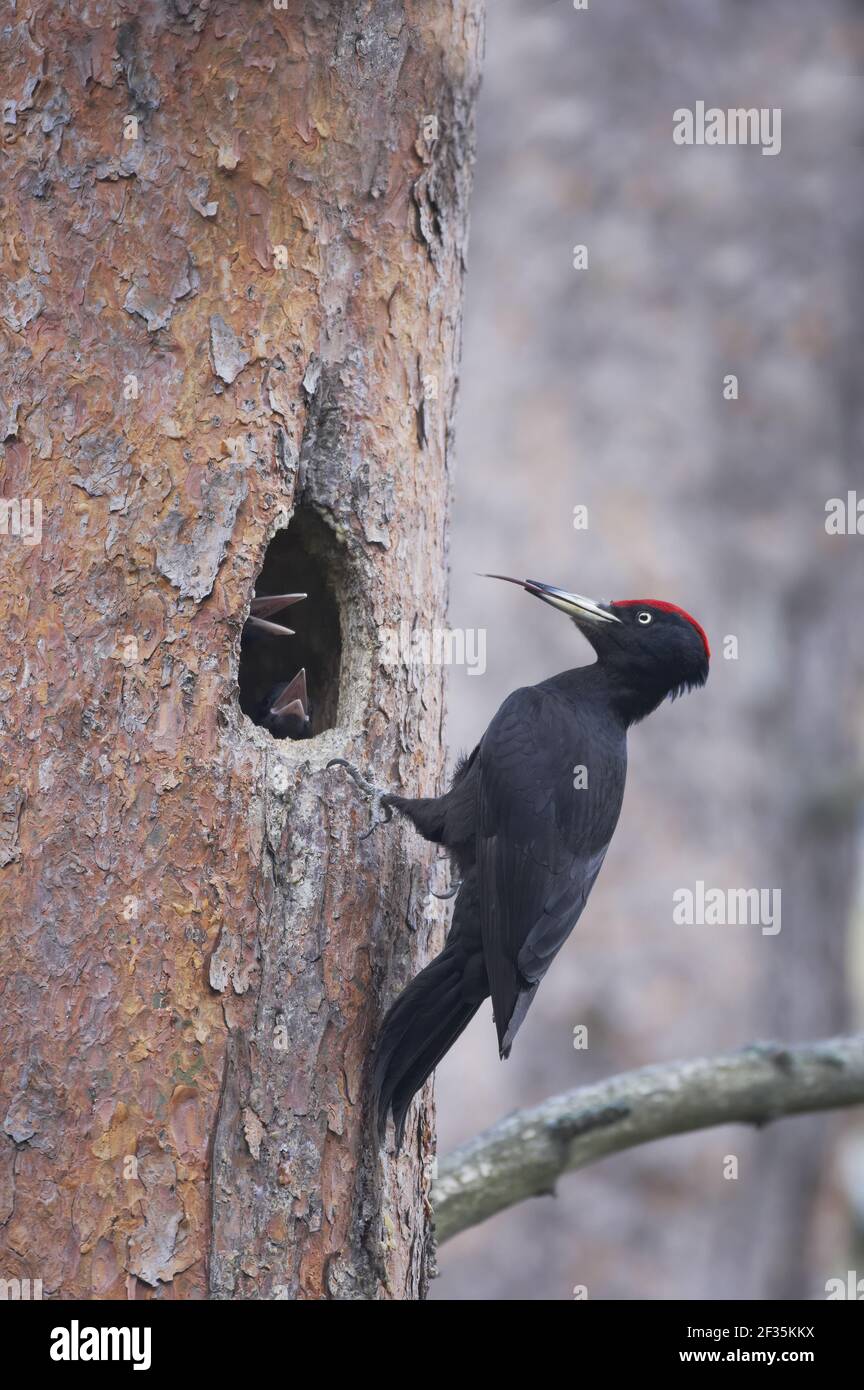 Schwarzspecht - Rüde am Nestloch mit YoungDryocopus martius Oulu Region, Finnland BI014224 Stockfoto