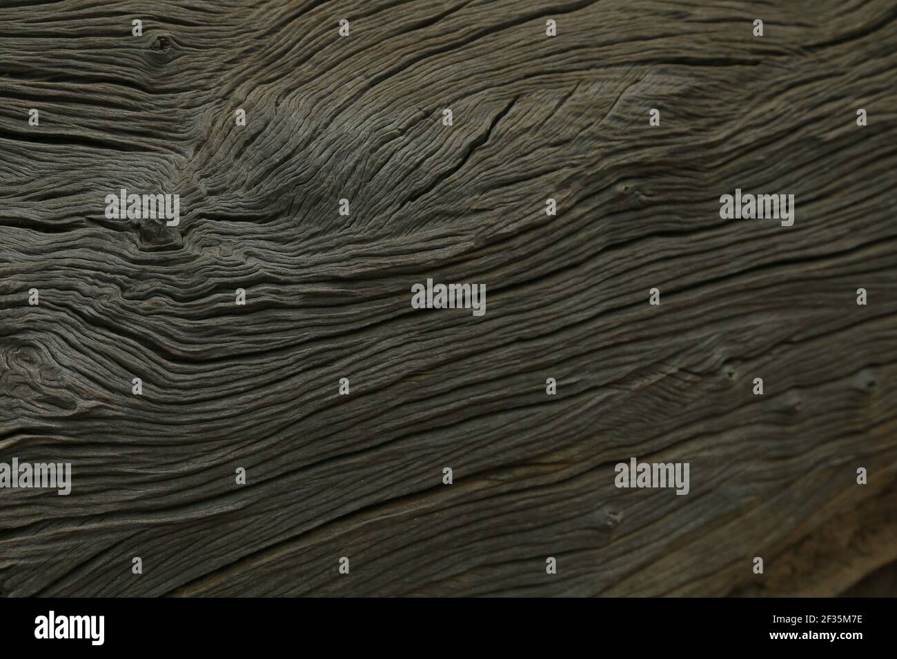 Sri Lanka Baumstruktur, Hintergrund, gealterter Baum Stockfoto