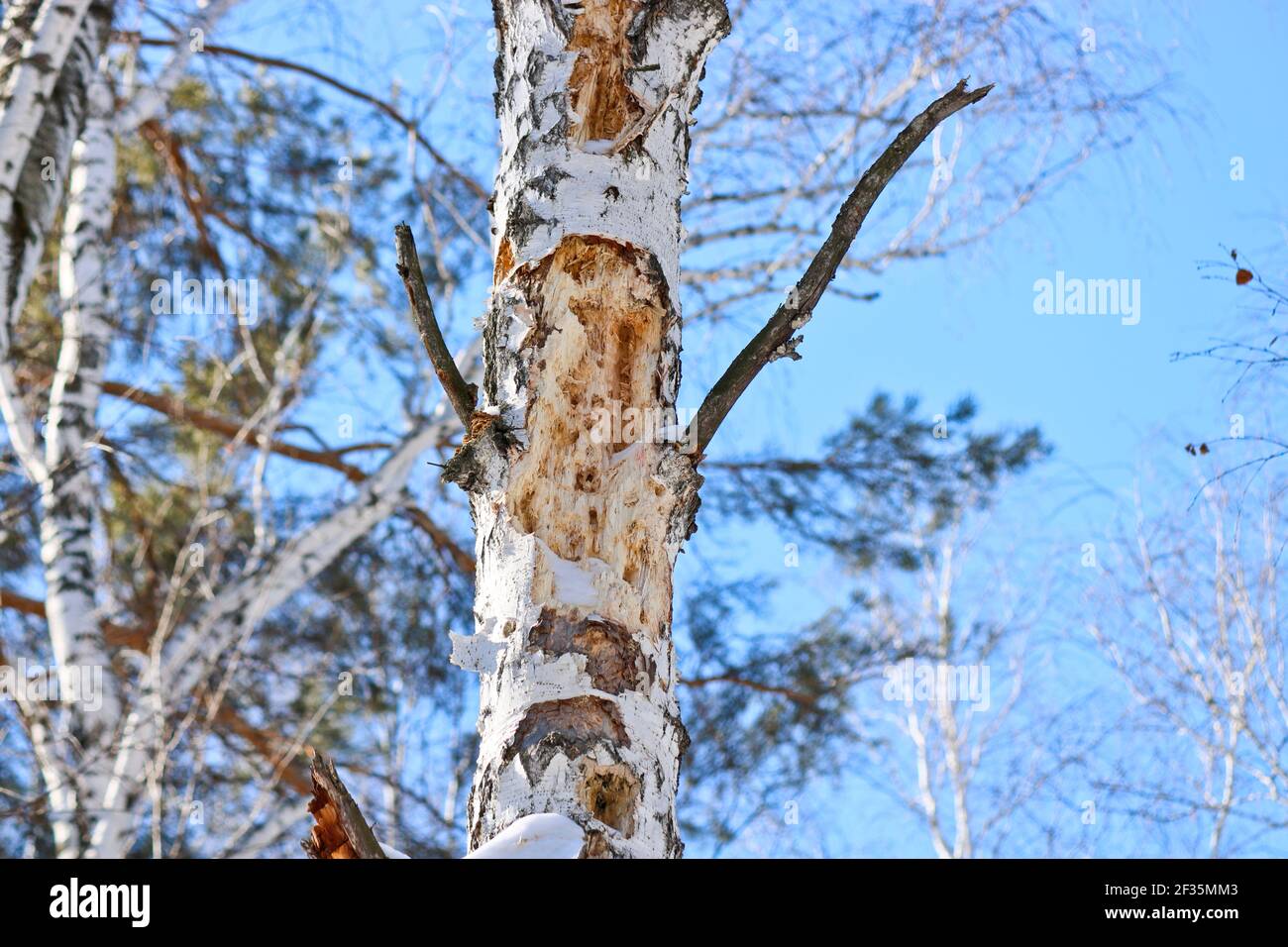 Baumarbeit von Schwarzspecht, beschädigter alter Baum. Der Specht hat die Löcher im Wald auf der Suche nach der Nahrung - die Insektenlarven ausgeguckt. Stockfoto