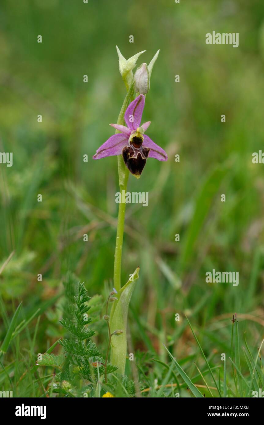 Orchidee, Ophrys scolopax, Cuenca, Spanien, Credit:Robert Thompson / Avalon Stockfoto