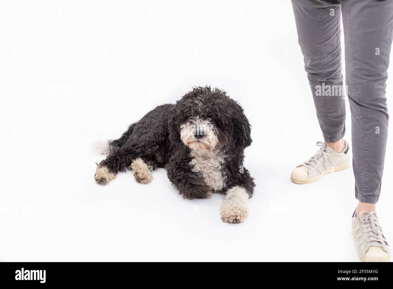 Hund auf meiner Seite Stockfoto