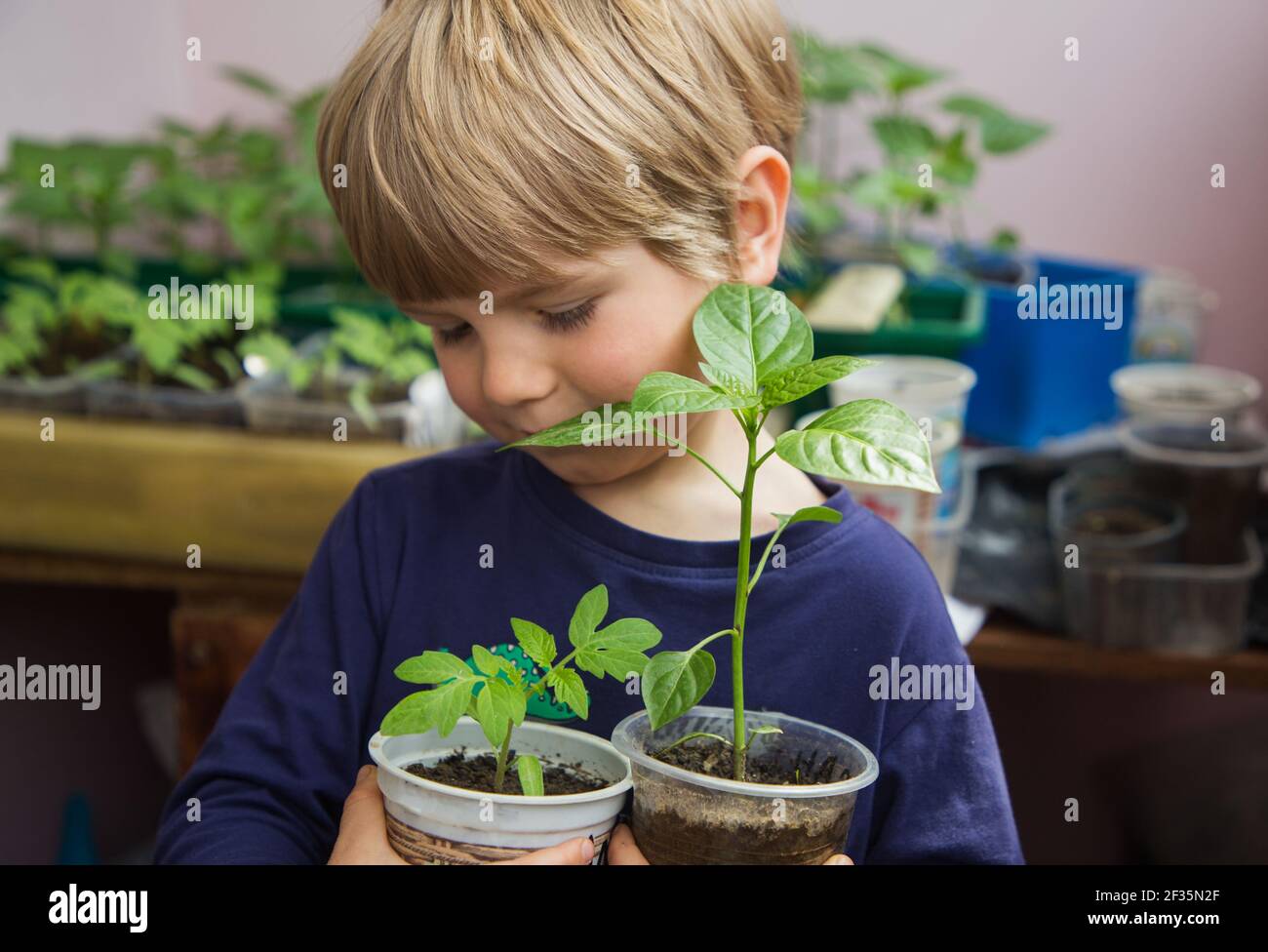 Kleiner Junge hält Sämlinge von Pfeffer und Tomate in Plastiktöpfen. Kleiner Assistent - Gärtner. Pflanzlinge wachsen. Pflanzzeit im Garten. Öko-Bildung Stockfoto