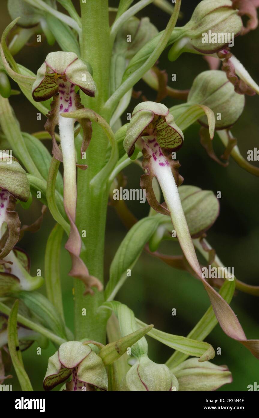 Lizard Orchid (Himantoglossum hircinum) Spanien, Credit:Robert Thompson / Avalon Stockfoto