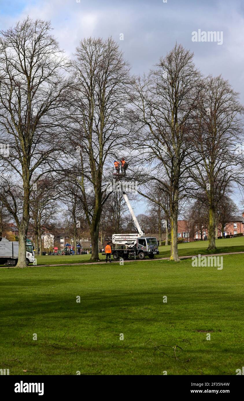 Arbeiter schneiden Zweige von den Bäumen im Steinbruch Park In Shrewsbury UK Stockfoto