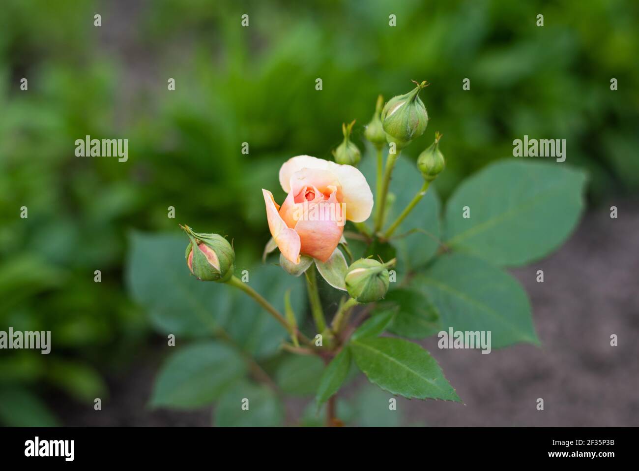 Eine nostalgische Hybride der Chippendale Tea Rose. Eine schöne Knospe von gelb-rosa Rosen im Sommergarten. Rosengarten. Stockfoto