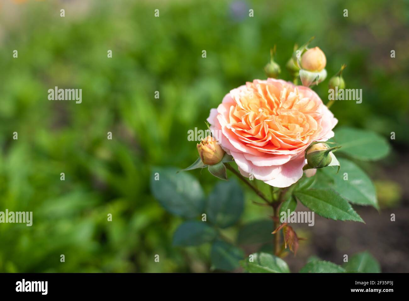 Nostalgische Hybridrose Chippendale. Schöner Busch von gelben rosa Rosen in einem Sommergarten. Rosengarten. Stockfoto