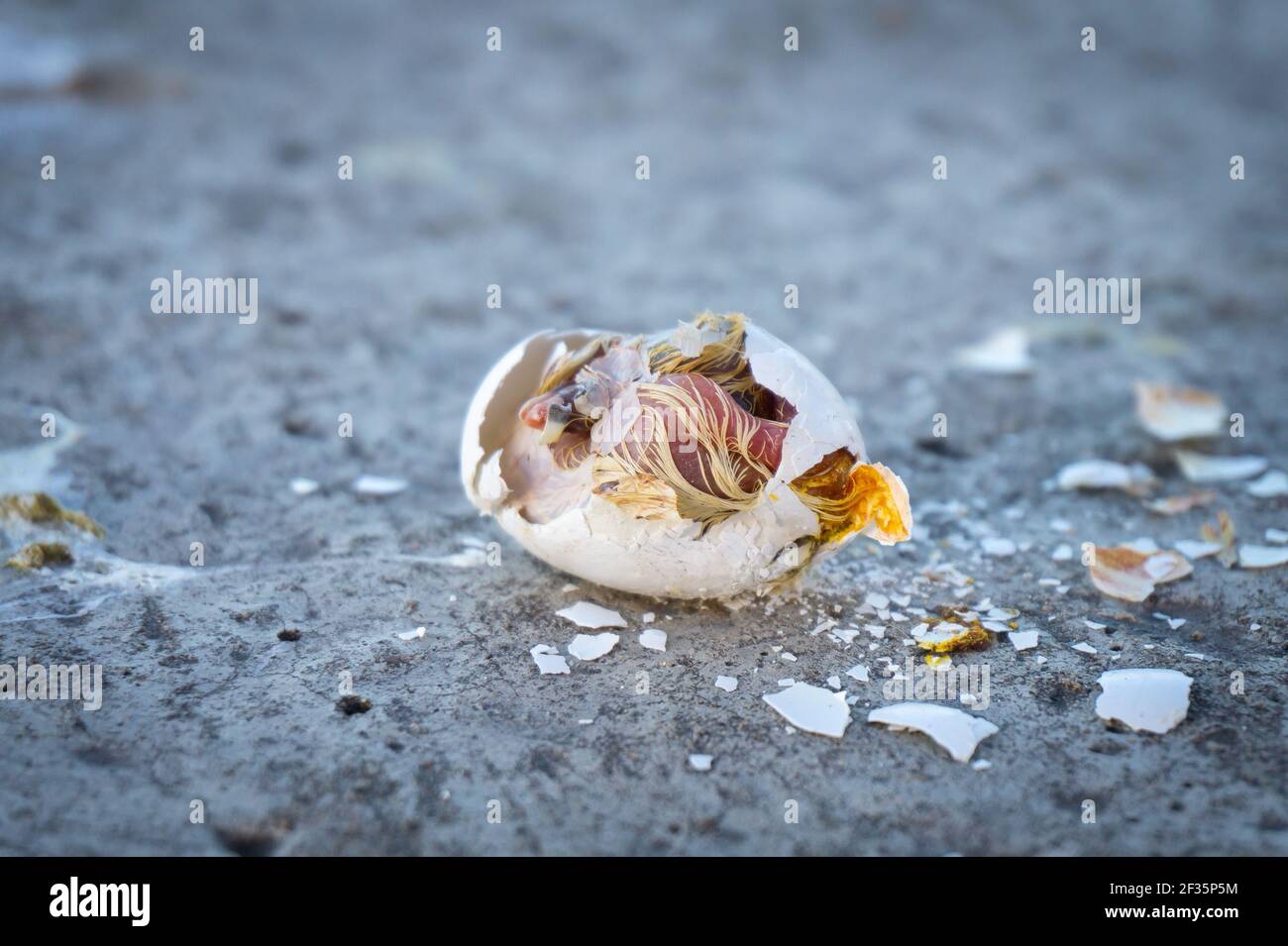 Ein zerbrochenes Taubenei mit einem toten Küken auf dem Gehweg Stockfoto