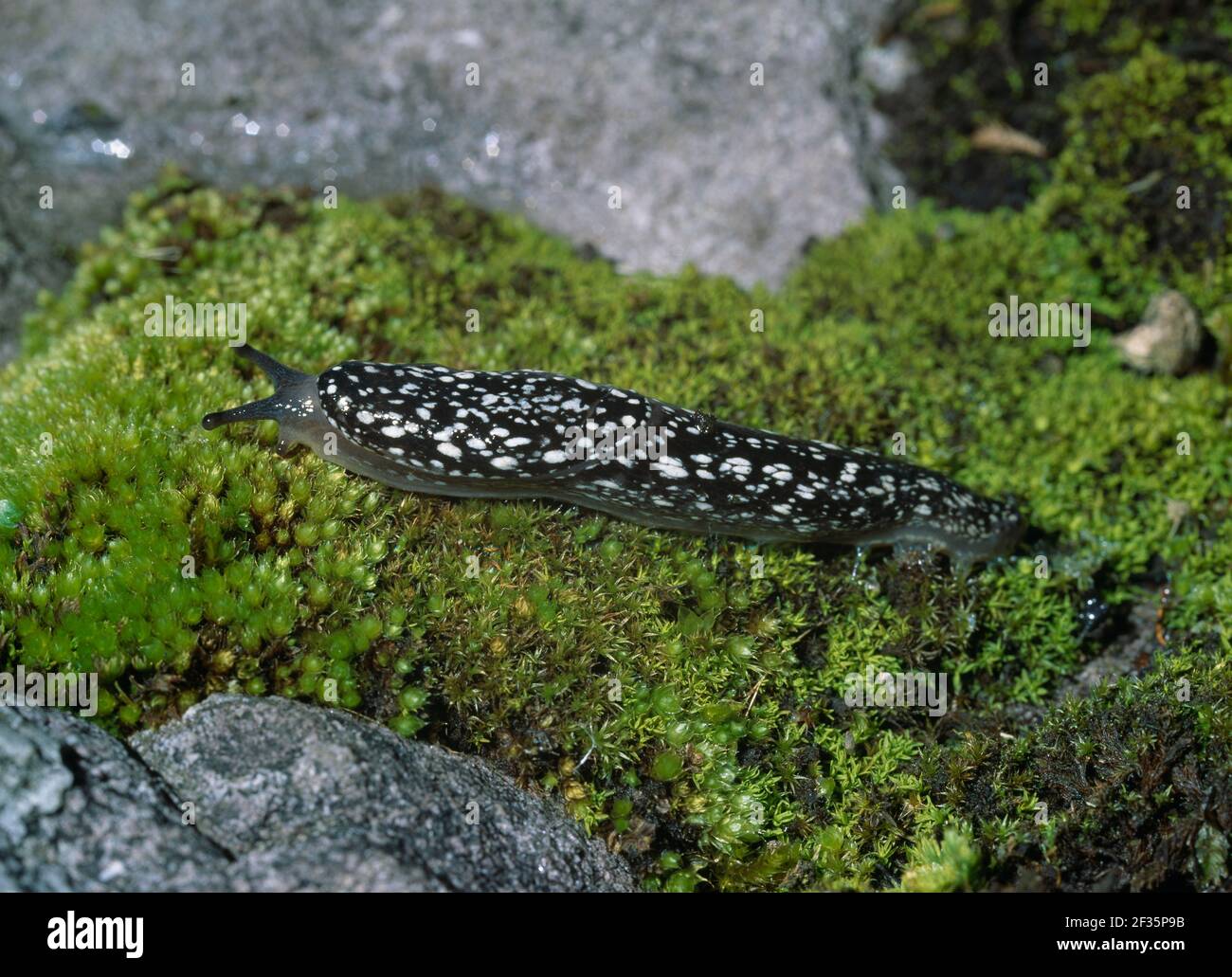 KERRY SLUG Gap of Dunloe, Killarney, Kerry, Irland, Credit:Robert Thompson / Avalon Stockfoto