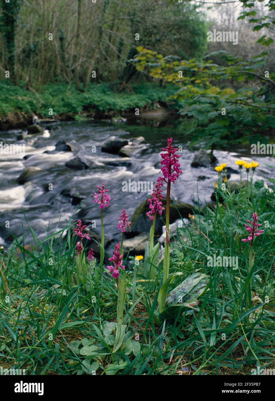 FRÜHE PURPURNE ORCHIDEE Orchis mascula Gruppe in der Blume durch Strom April Clare Glen, Clare, Südwest-Irland, Credit:Robert Thompson / Avalon Stockfoto