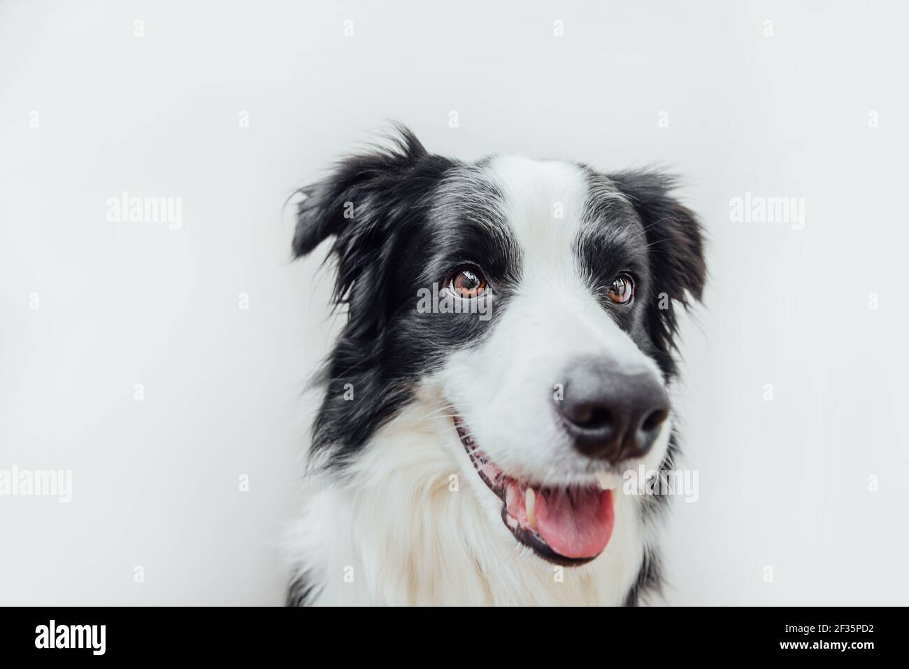 Lustige Studio Porträt von niedlichen lächelnden Welpen Hund Grenze Collie isoliert auf weißem Hintergrund. Neues schönes Mitglied der Familie, kleiner Hund, der guckt und wartet Stockfoto