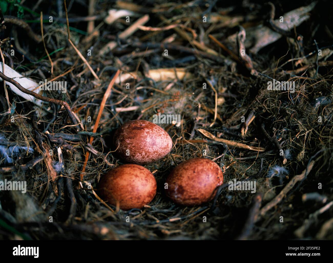 WANDERFALKE Falco Peregrinus drei Eier im Nest Juni Gora Wood, Newry, County Down, Südosten >>, Credit:Robert Thompson / Avalon Stockfoto