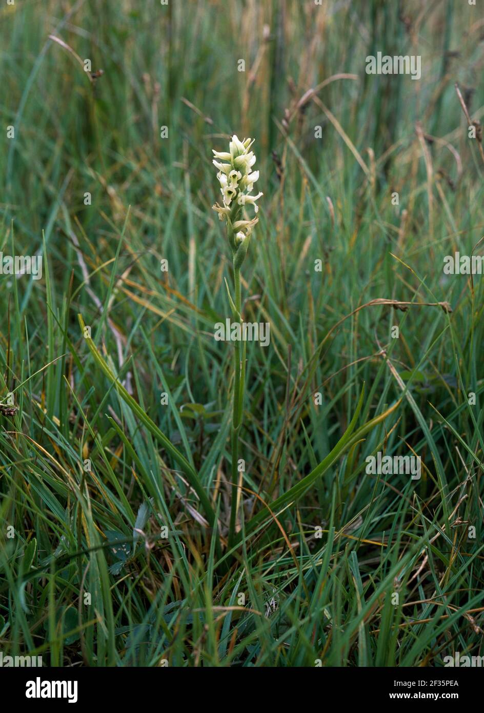 IRISH LADY'S STREBETS in Flower Spiranthes romanzoffiana August Lough Beg, Londonderry, North WESTERN Ulster, Credit:Robert Thompson / Avalon Stockfoto