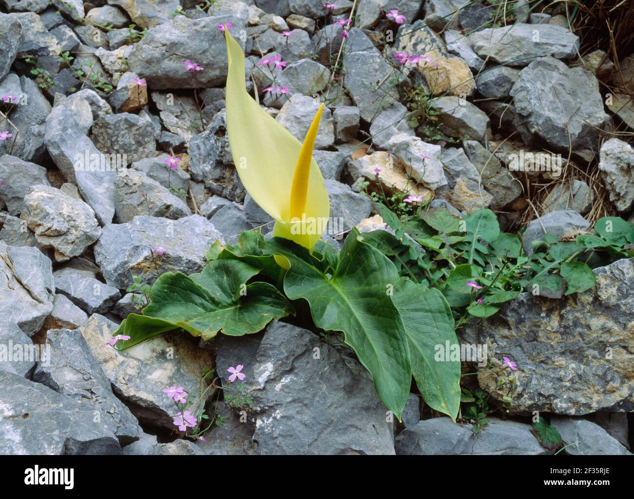 CRETAN ARUM Êin Flower Ê April Arum creticum Kotsifou Gorge, Kreta, Griechenland, Credit:Robert Thompson / Avalon Stockfoto