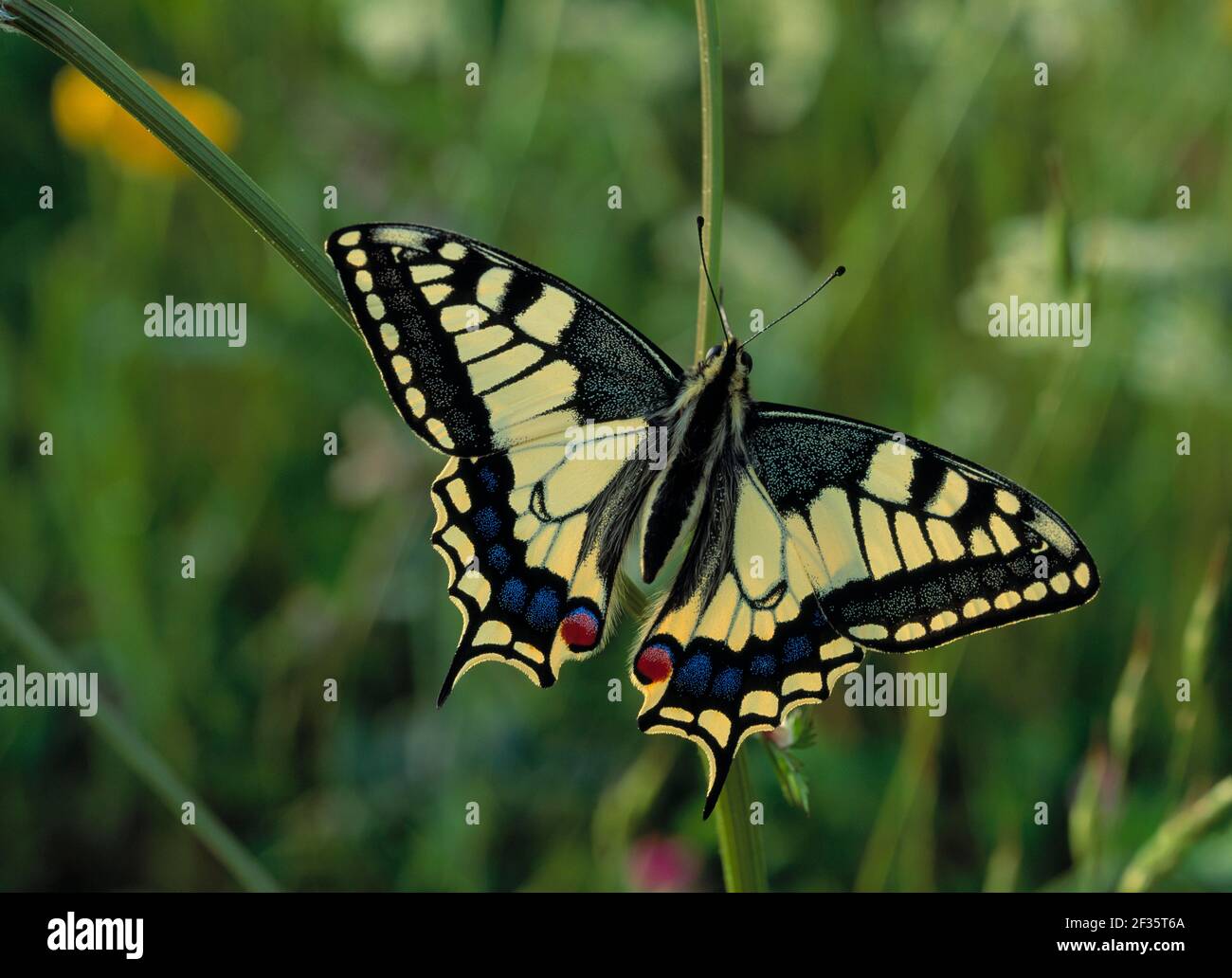 SCHWALBENSCHWANZSCHMETTERLING Papilio machaon gorganus Europäische Rasse, Jura-Gebirge, Ostfrankreich, Credit:Robert Thompson / Avalon Stockfoto