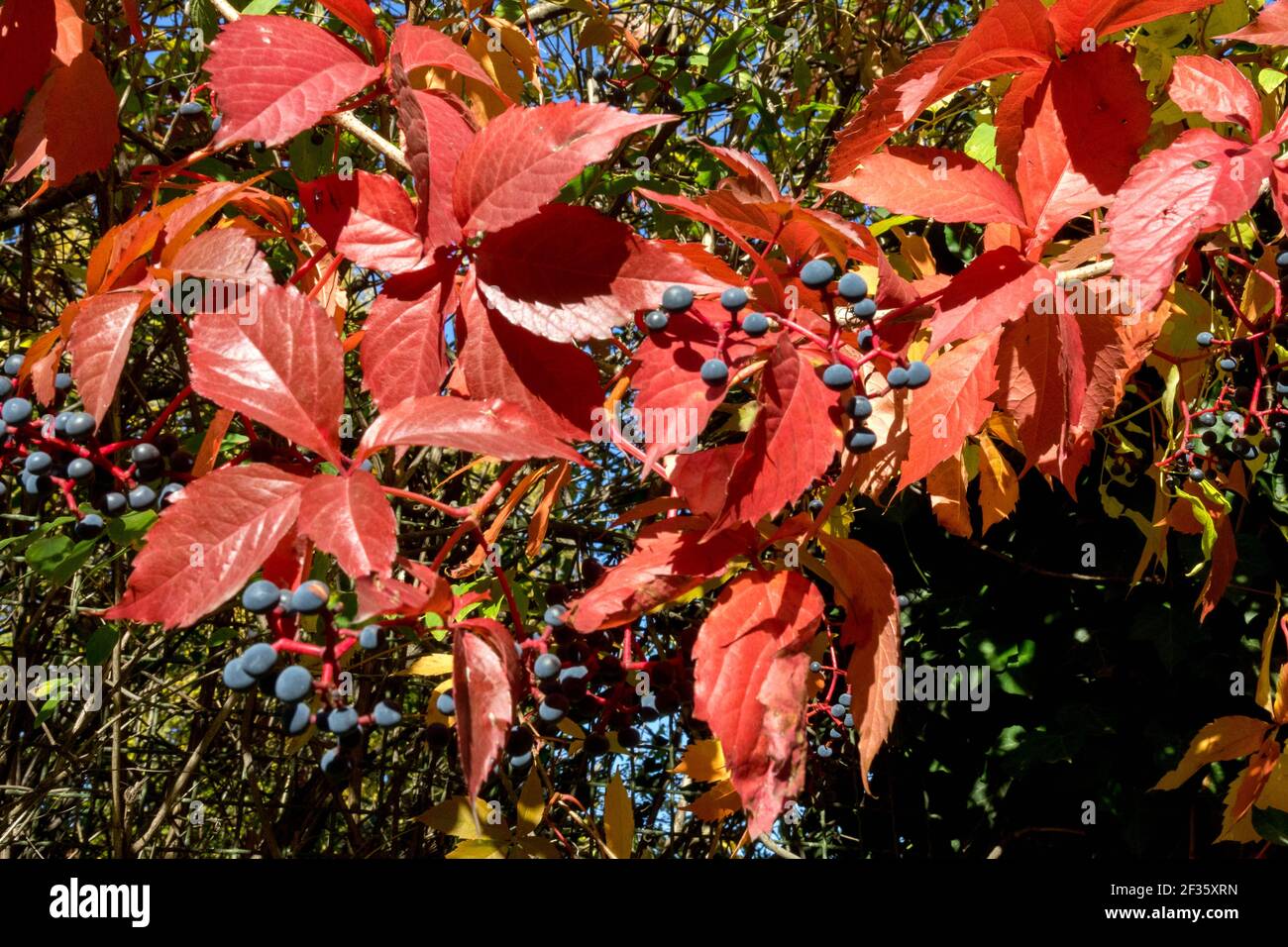 Virginia Creeper Herbst Rote Blätter und blaue Beeren Parthenocissus quinquefolia Kletterpflanze Stockfoto