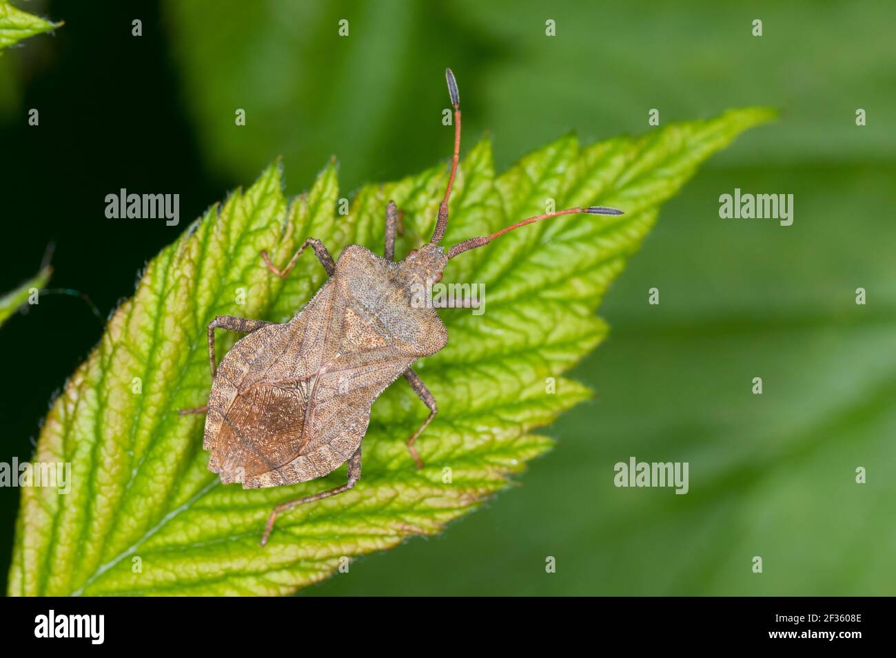 Lederwanze, Saumwanze, Große Randwanze, Leder-Wanze, Saum-Wanze, Coreus marginatus, Mesocerus marginatus, Dock Bug, Squash Bug, La corée marginée, Lief Stockfoto