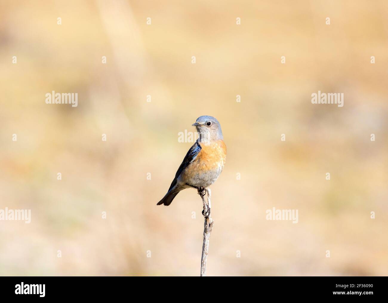 Western Bluebird Weiblich Stockfoto
