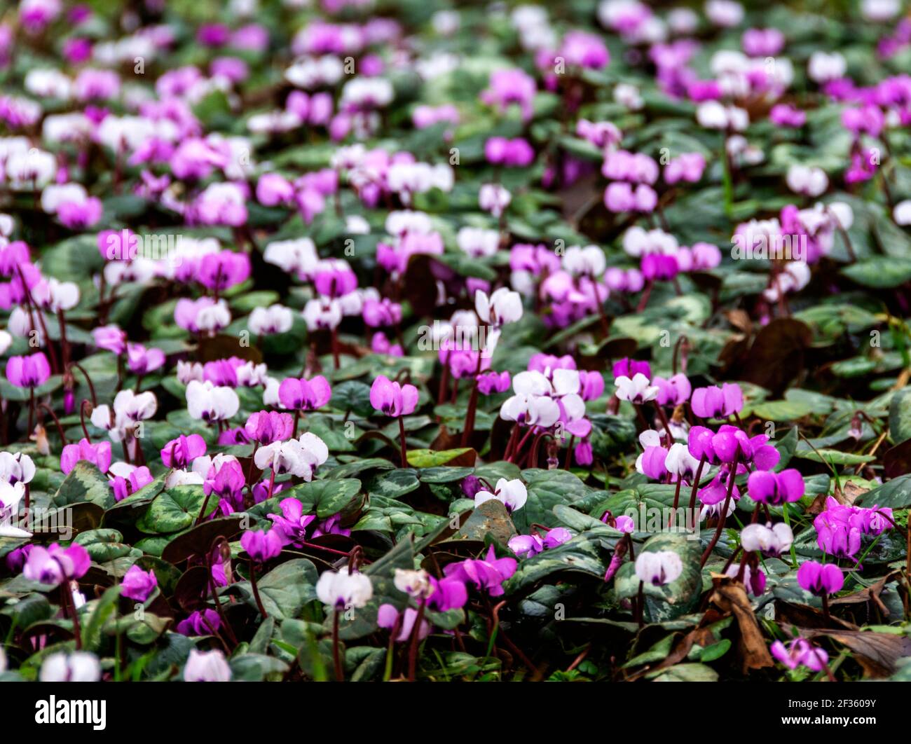 Ein Fleck Cyclamen blüht im frühen Frühjahr Stockfoto