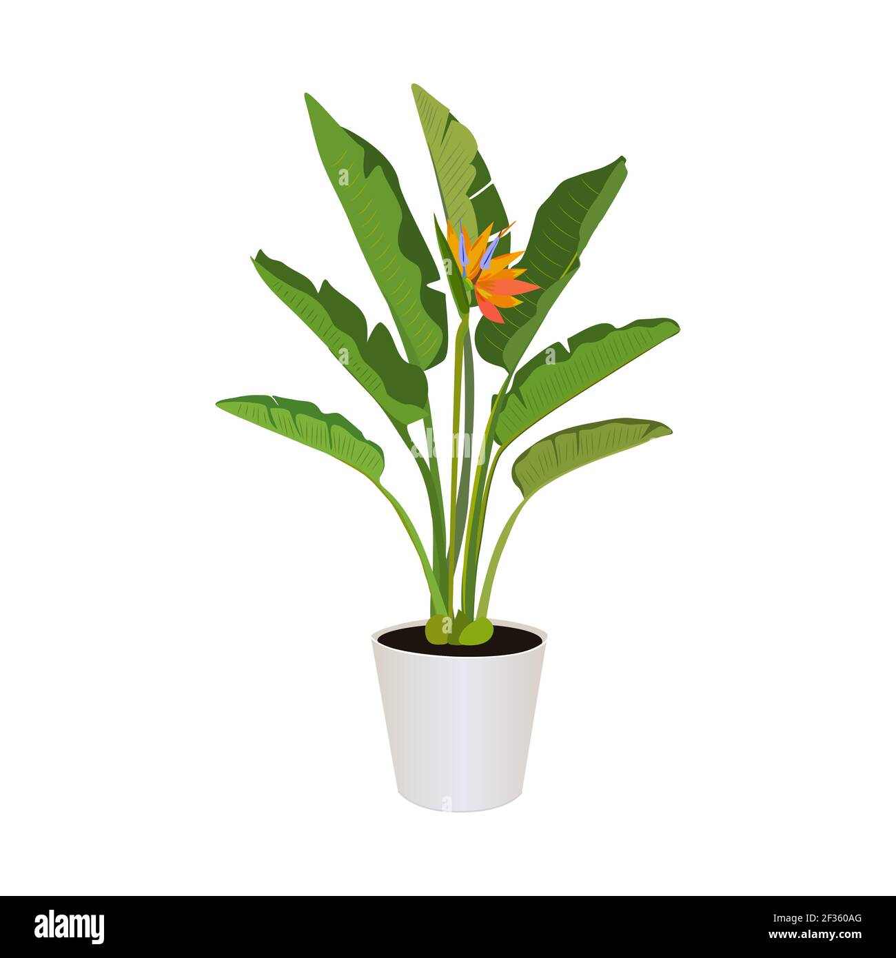 Strelitzia (Paradiesvogel), auf weißem Hintergrund isolierte Topfpflanze, tropische Pflanzen, moderne Zimmerpflanzen, Vektorgrafik Stock Vektor