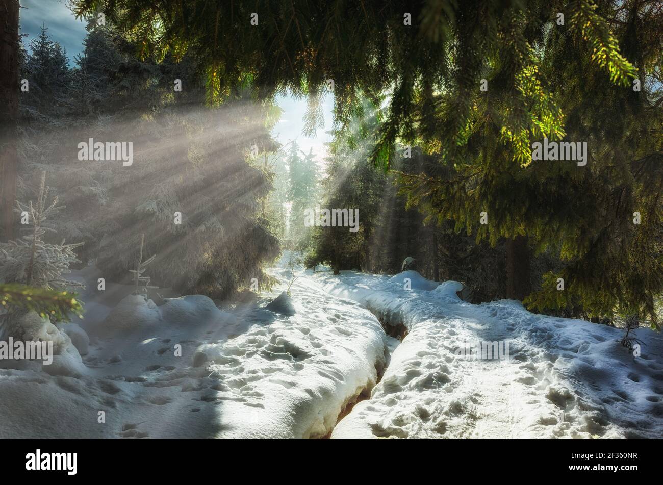 Wunderbare Winterwald Sonnenstrahlen scheint durch die Nadeln Stockfoto