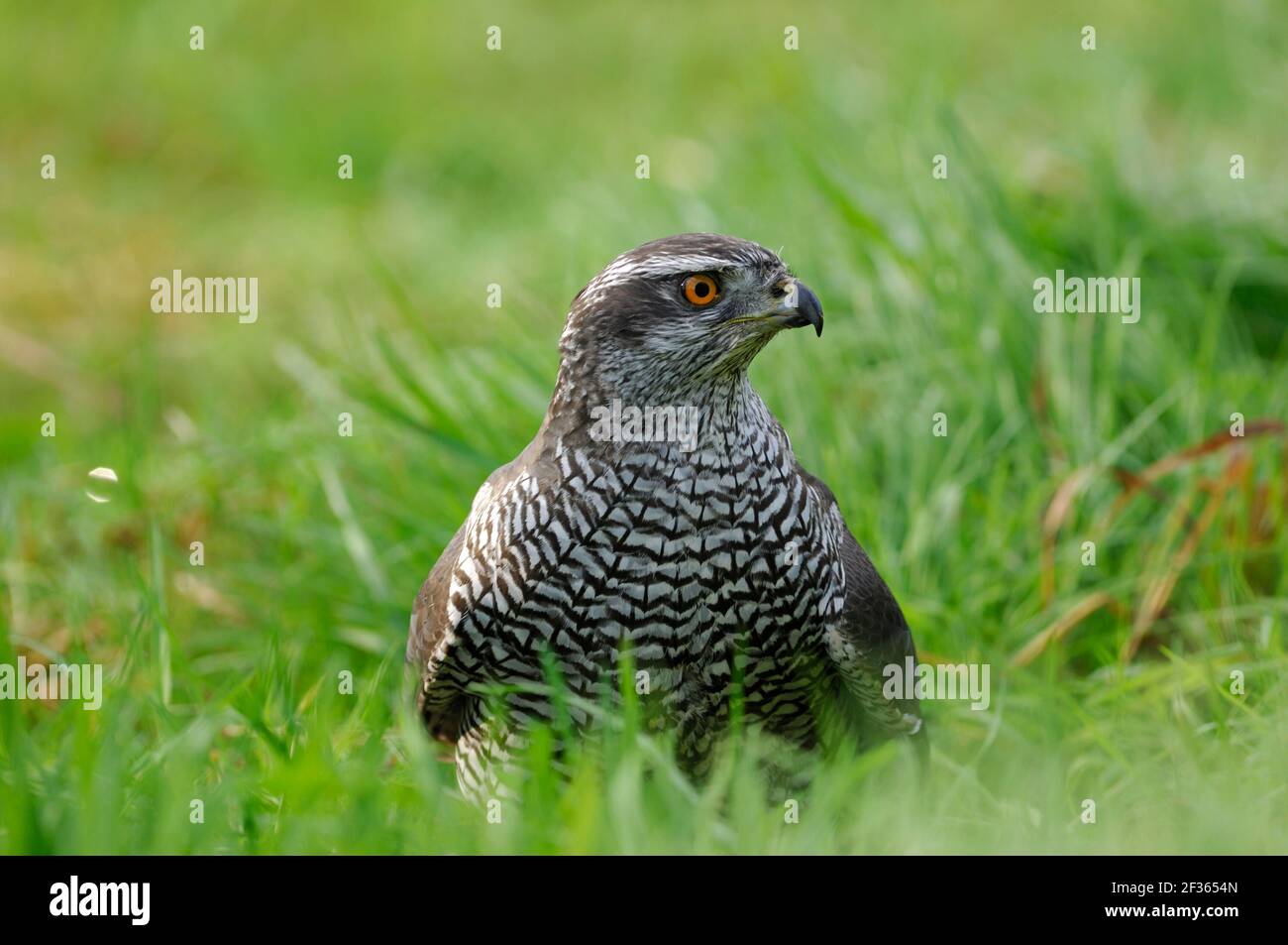 GOSHAWK Accipiter gentilis North Wales, Credit:Robert Thompson / Avalon Stockfoto