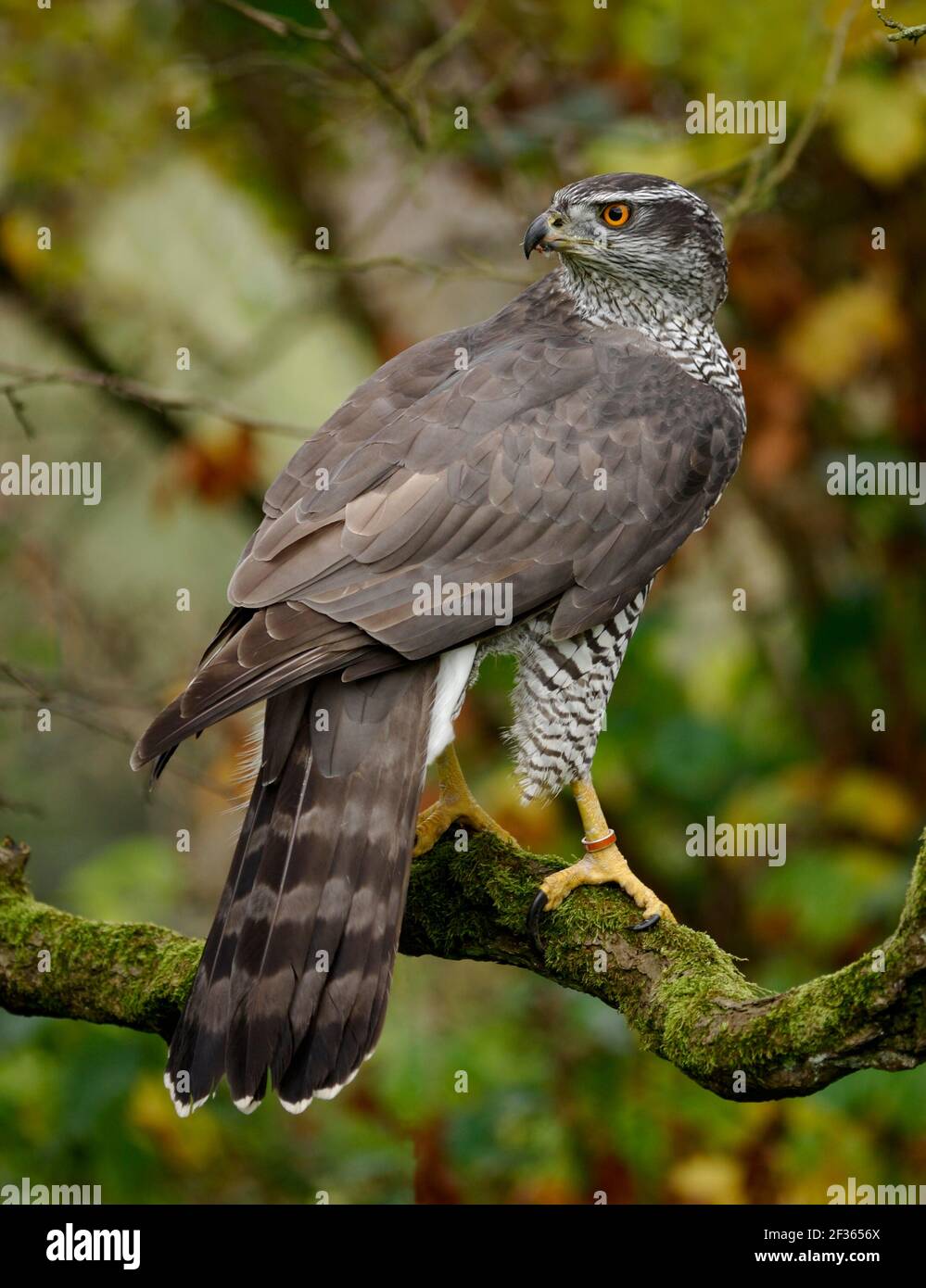 GOSHAWK Accipiter gentilis North Wales, Credit:Robert Thompson / Avalon Stockfoto