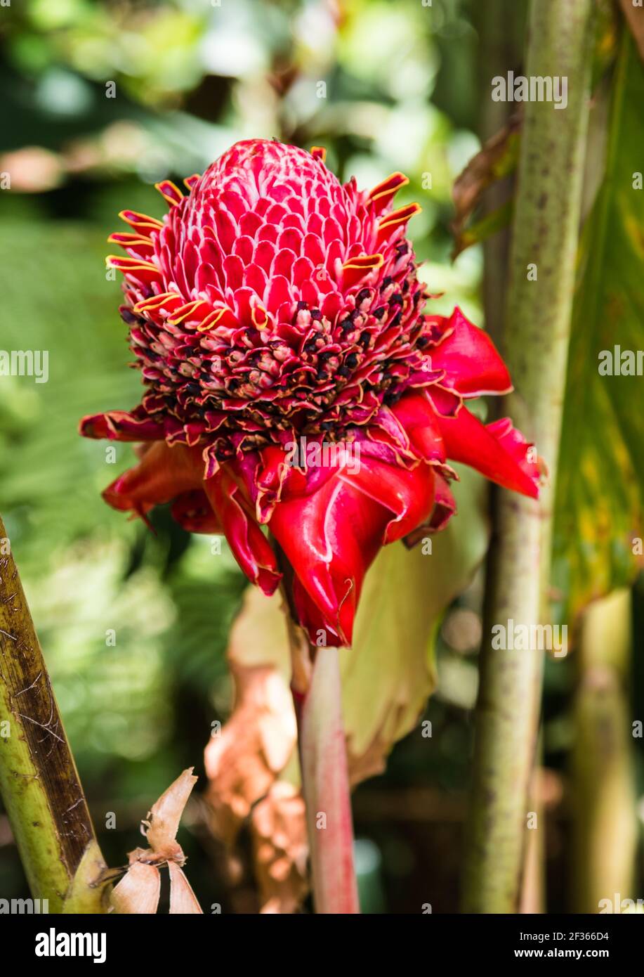 Baston del Emperador, eine kubanische Blume in all ihrer roten Pracht Stockfoto