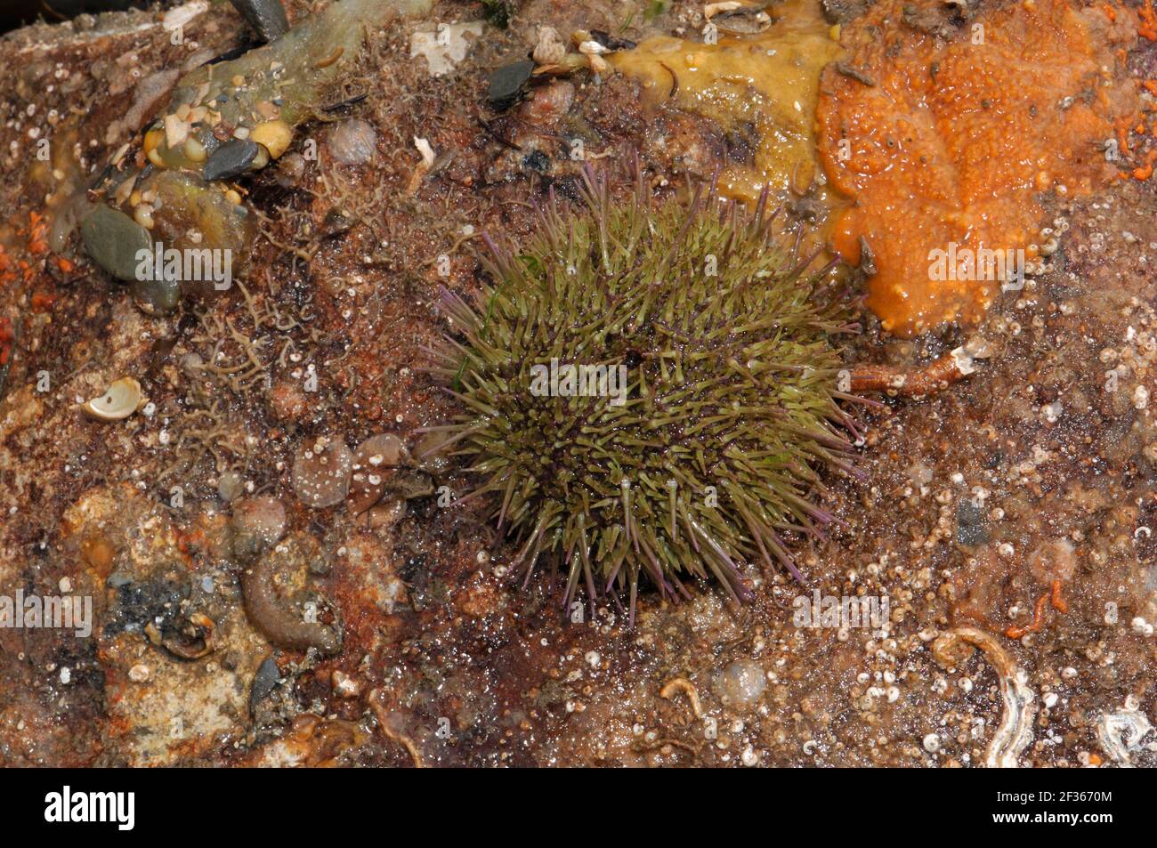 GRÜNER SEEIGEL Psammechinus miliaris Ballyhenry Point, Strangford Lough, County Down, Credit:Robert Thompson / Avalon Stockfoto