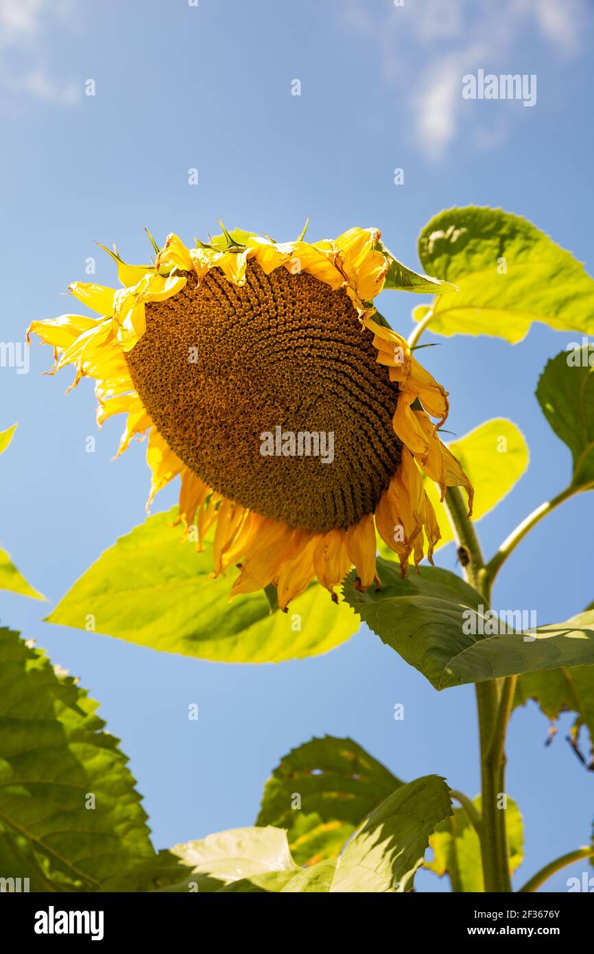 Großer Sonnenblumenkopf mit reifenden Samen gegen den blauen Himmel Stockfoto