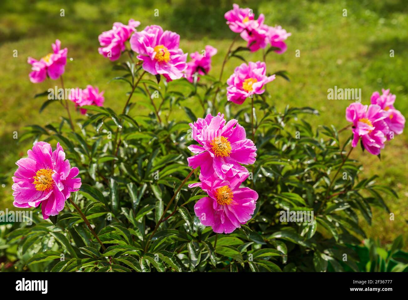 Blühender Pfingstrosen-Busch mit einfachen, leuchtend rosa Blüten Stockfoto