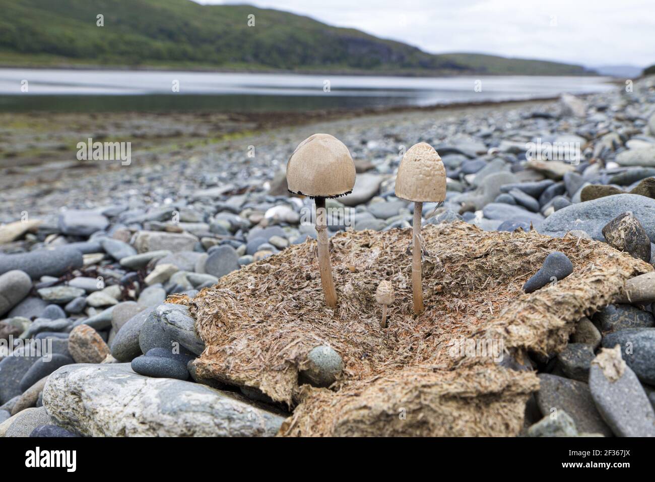 Pilze, die aus einem Kuhpat an den Ufern von Loch Spelve, Isle of Mull, Argyll and Bute, Inner Hebrides, Schottland wachsen, VEREINIGTES KÖNIGREICH Stockfoto
