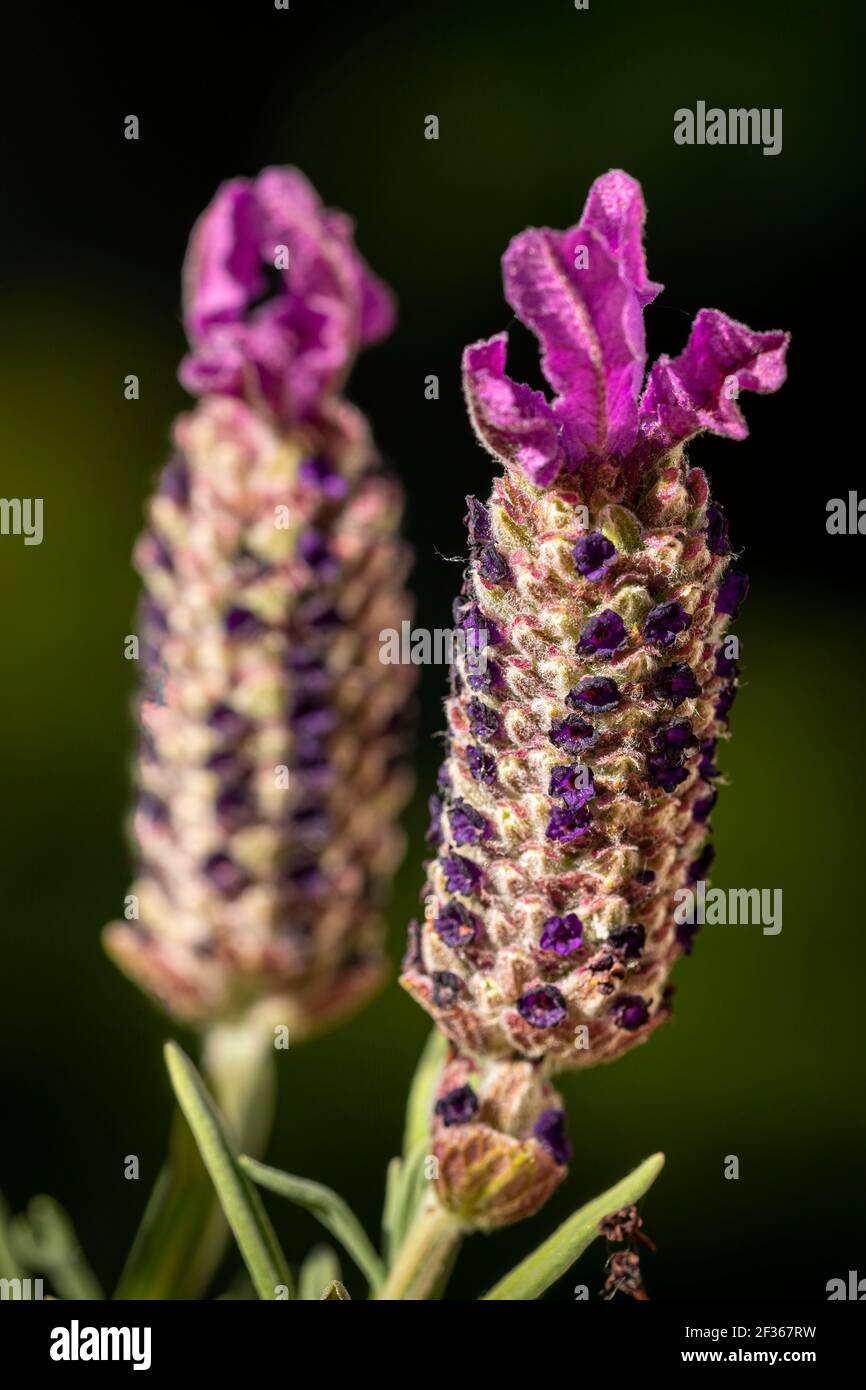 Gekrönter Lavendel (Lavendula) in unserem Garten Stockfoto