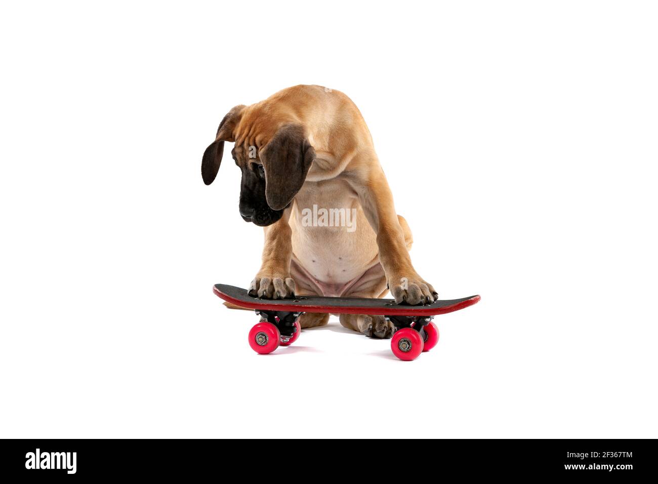 Braun gefärbte große Dane Welpen Hund versucht, auf zu reiten Ein Skateboard vor weißem Hintergrund Stockfoto